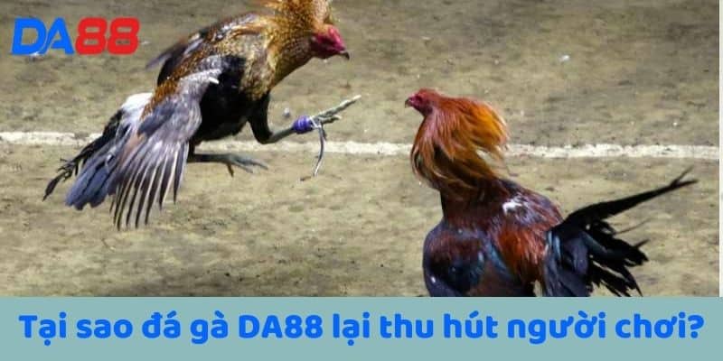 Đá gà DA88 tại sao lại thu hút người chơi?