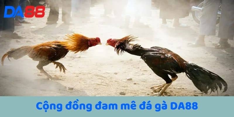 Cộng đồng đam mê đá gà DA88