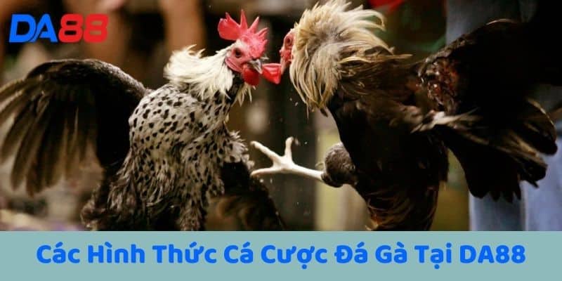 Hình Thức Cá Cược Đá Gà DA88